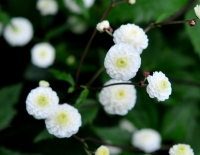 Pure white pom pom like flowers